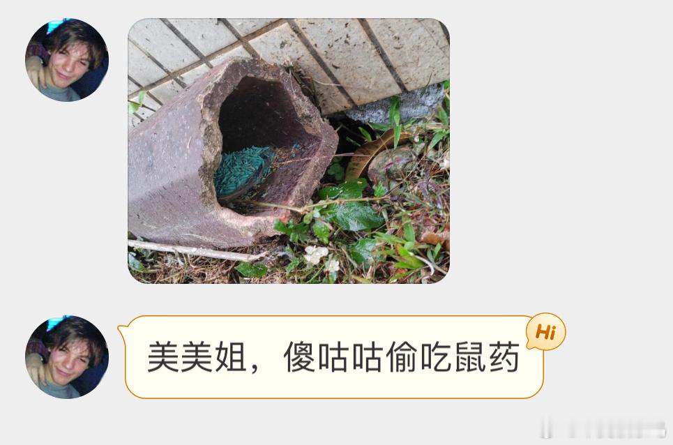 #鸟粉投稿# 吃老鼠药的【珠颈斑鸠】投放老鼠药对周边的野生动物真的很不友好还可能