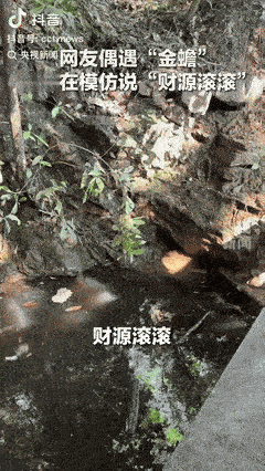 “简直太神奇了！”在山东，一女子在溪边游玩时，发现一只“金蟾”趴在石头上，她开玩