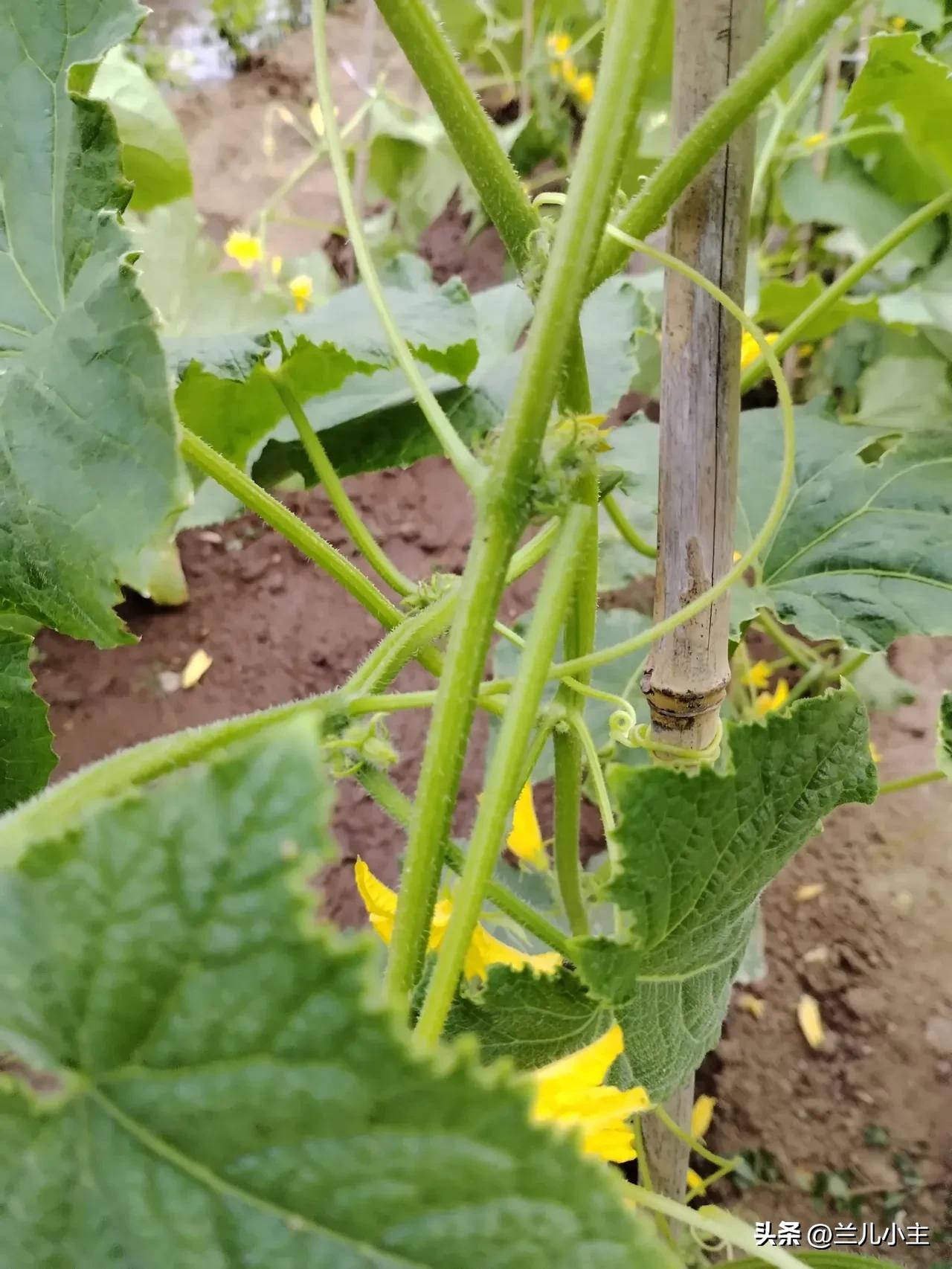 现在觉得，不是自己写的不好，是没有认真的对待，被生活的琐碎绊住了脚步。不为困难找