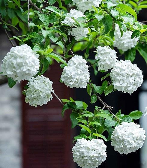 蝶恋花·暮春咏琼花》又是人间春已半。万绿生潮，渐与芳菲换。三两嫣红枝上颤，临风轻