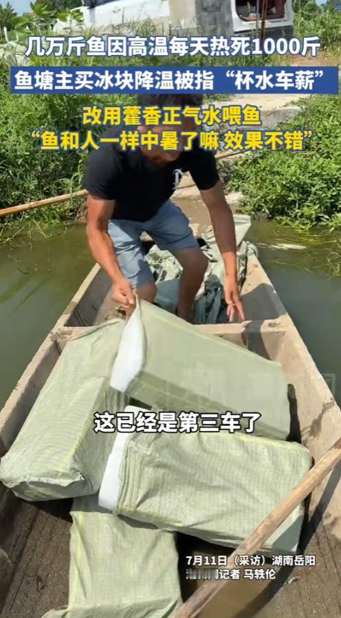 “这下亏大了！”2025年7月，湖南岳阳，一男子的鱼塘每天都要死1000多斤鱼，