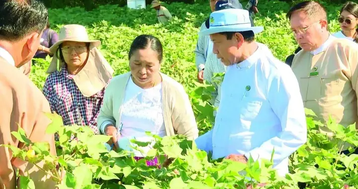 缅甸开展雨季后期棉花品种比较试验研究