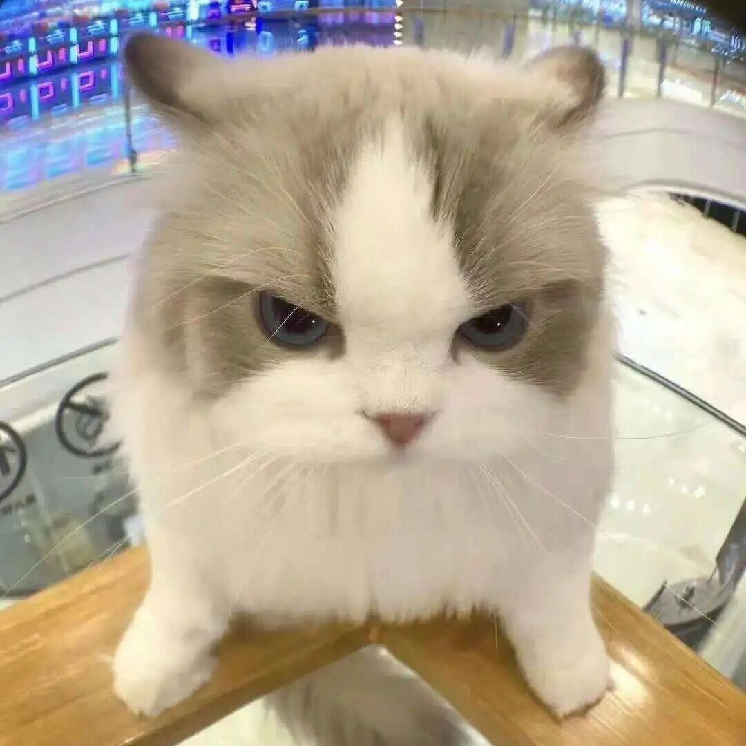 wechat｜小猫头像猫咪头像｜可爱头像｜搞怪猫咪｜女生头像 