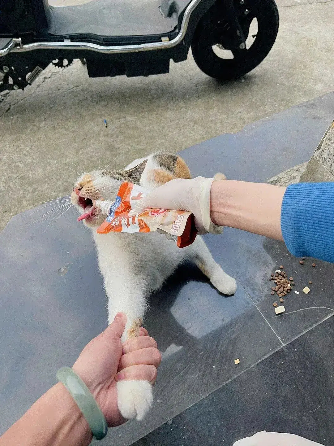 猫猫是自愿跟我回家的！