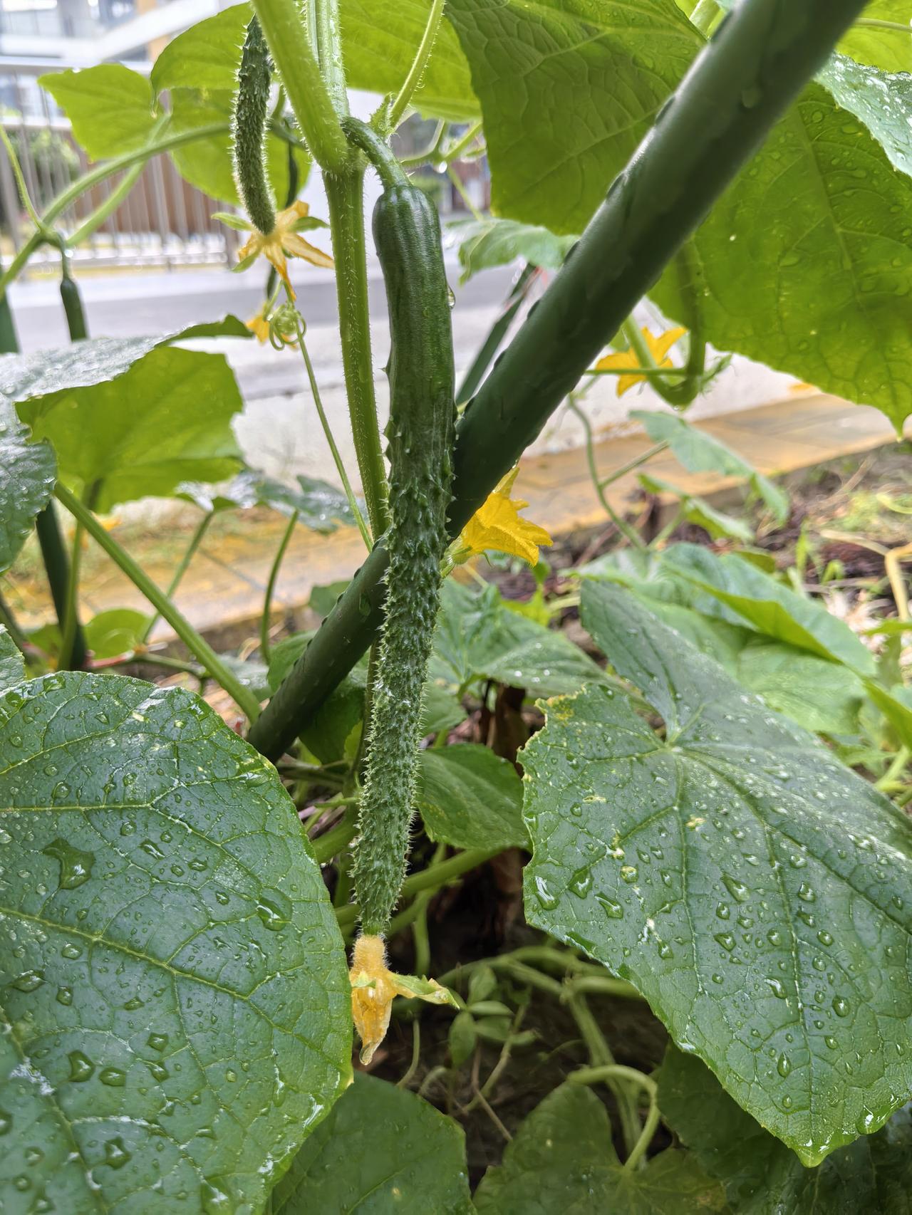 讲真，自己种的菜有一股清甜味儿。

就说茄子吧，我就摘下来洗一下、切成段，饭锅上