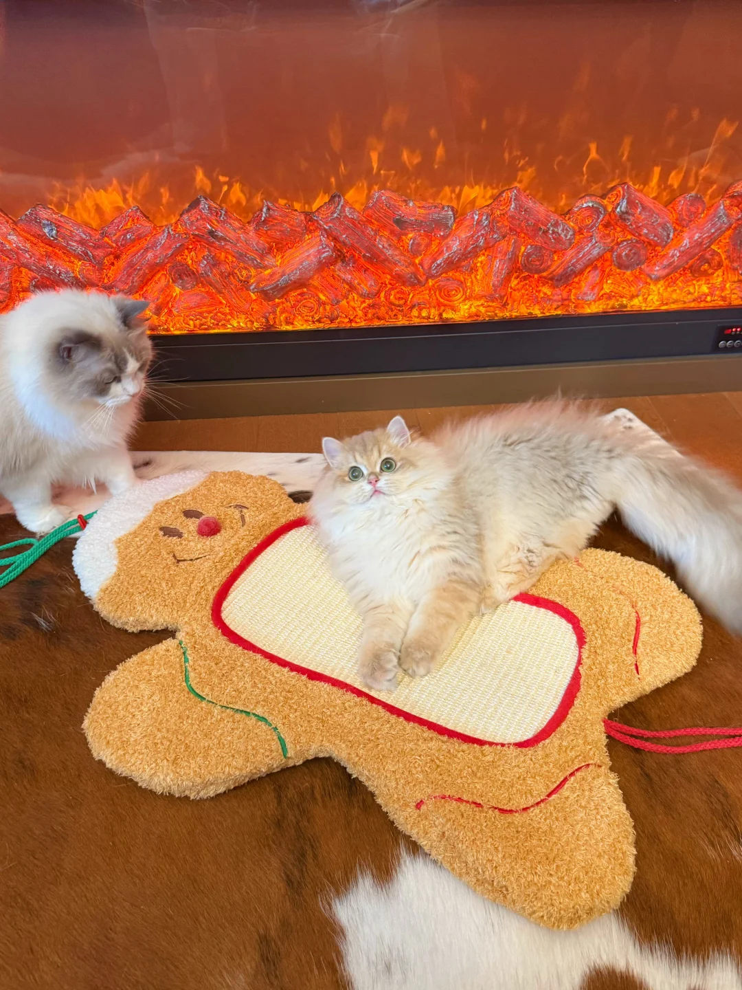 谁家小猫一定要坐在手上撒娇呀！