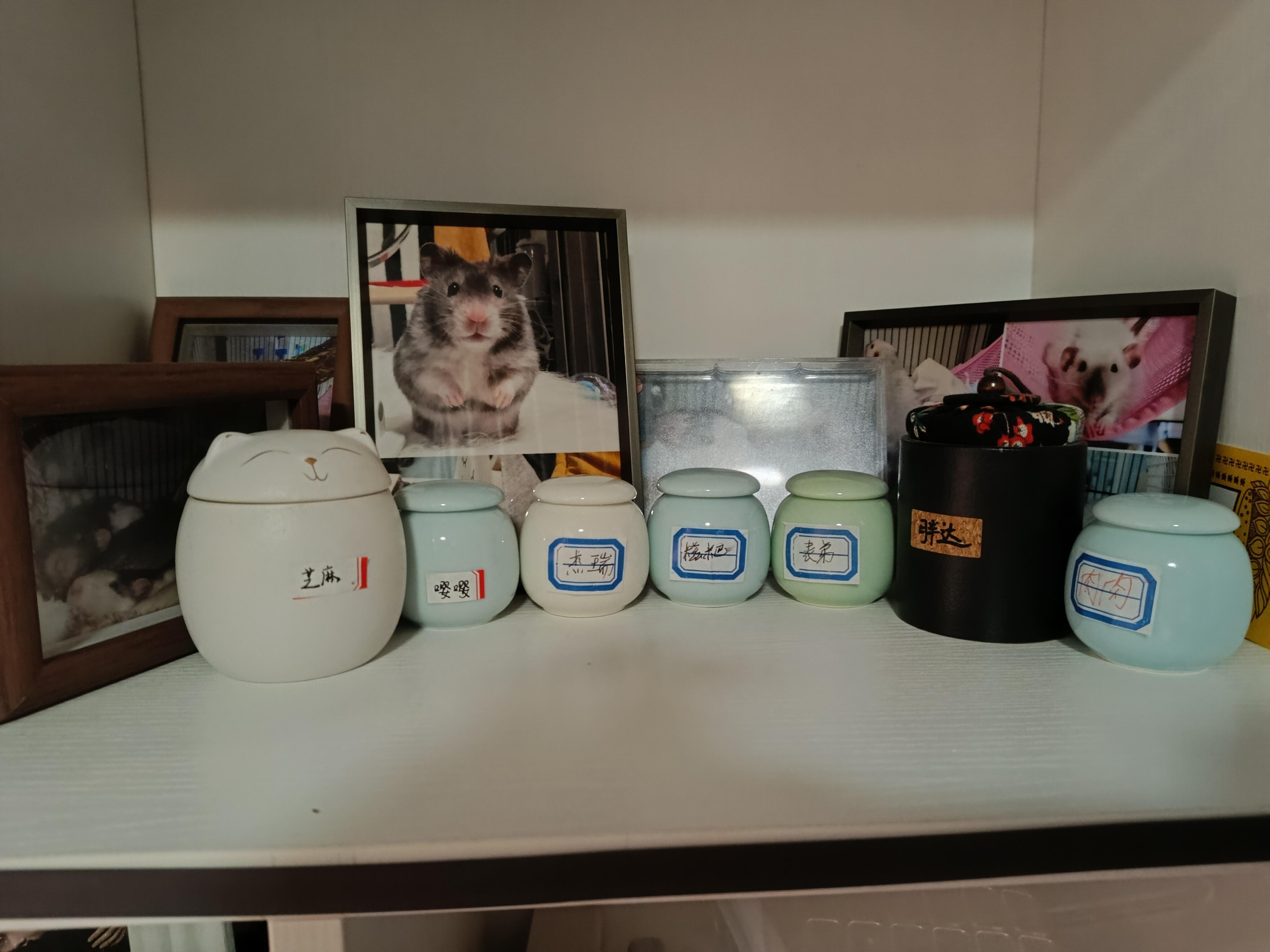 不建议养花枝鼠 