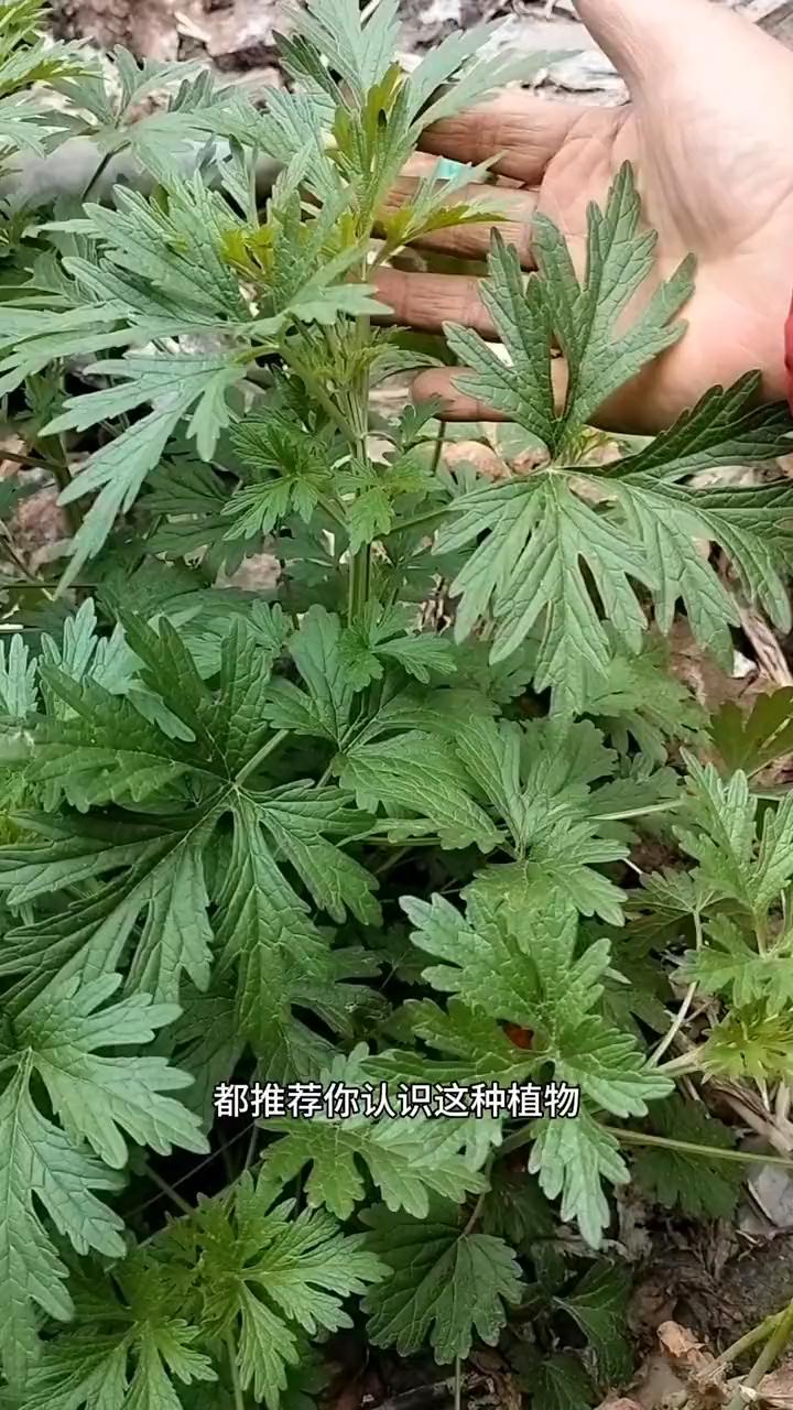 无论你是男人还是女人，都推荐你认识这种植物，它就是益母草。可惜很多人都把它当杂草