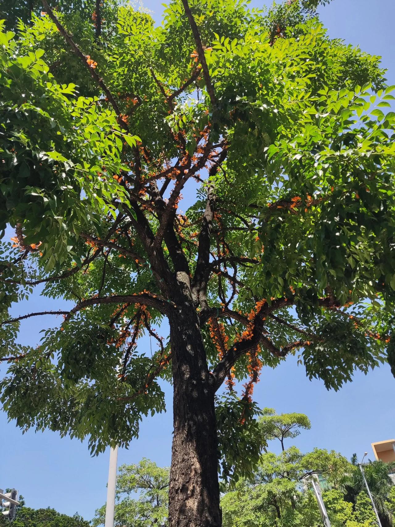 这什么树，看着很像假花，我捡起来看是真的
路过的时候一眼就看见这显眼的黄色小花，