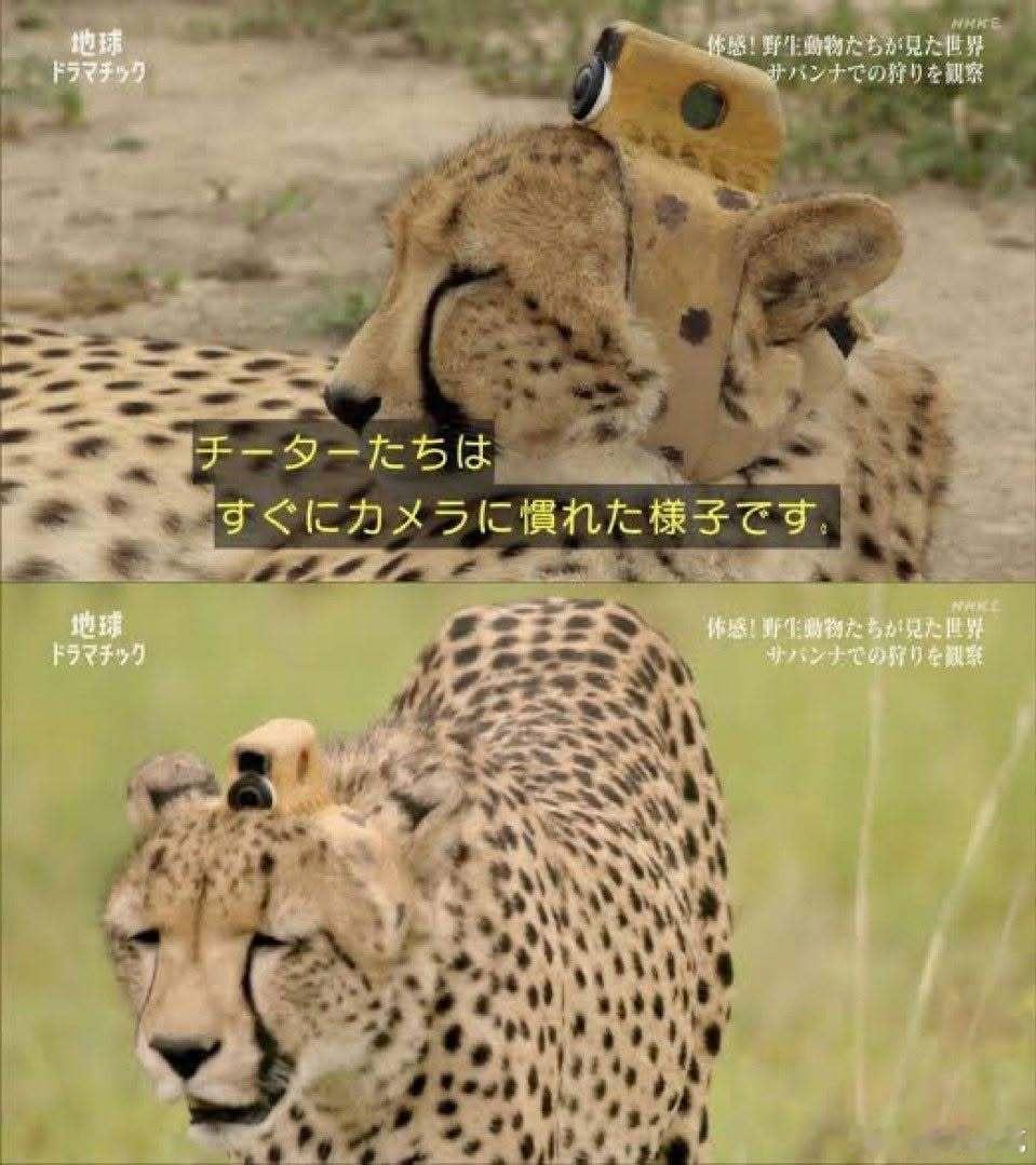 【 他看起来绝对不习惯 】旁白「猎豹们似乎马上就习惯了摄影机」 