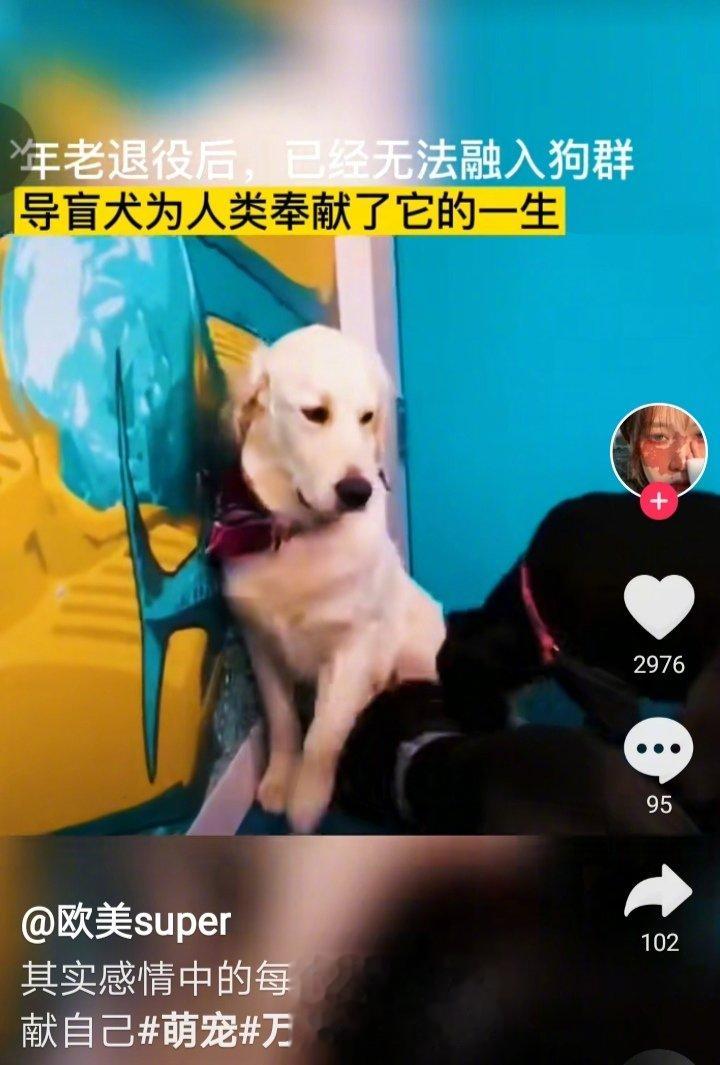 导盲犬为了人类付出了一切，当它们退役回归正常家庭后却不知所措，无法和同类相处。故