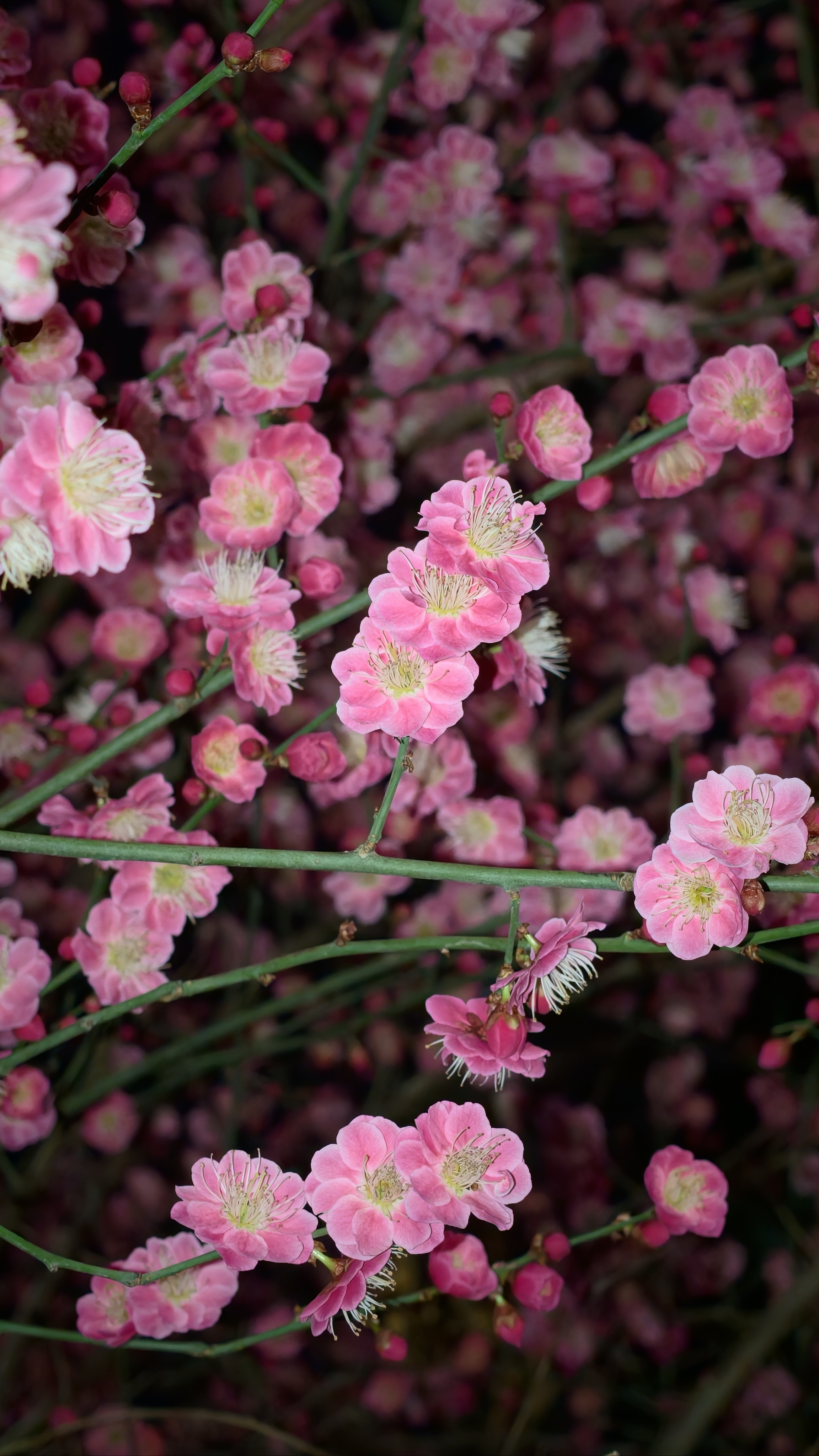 过年前那些天比较暖和然后这几天又乍暖还寒了没想到这路边的小花开的势头很猛啊 