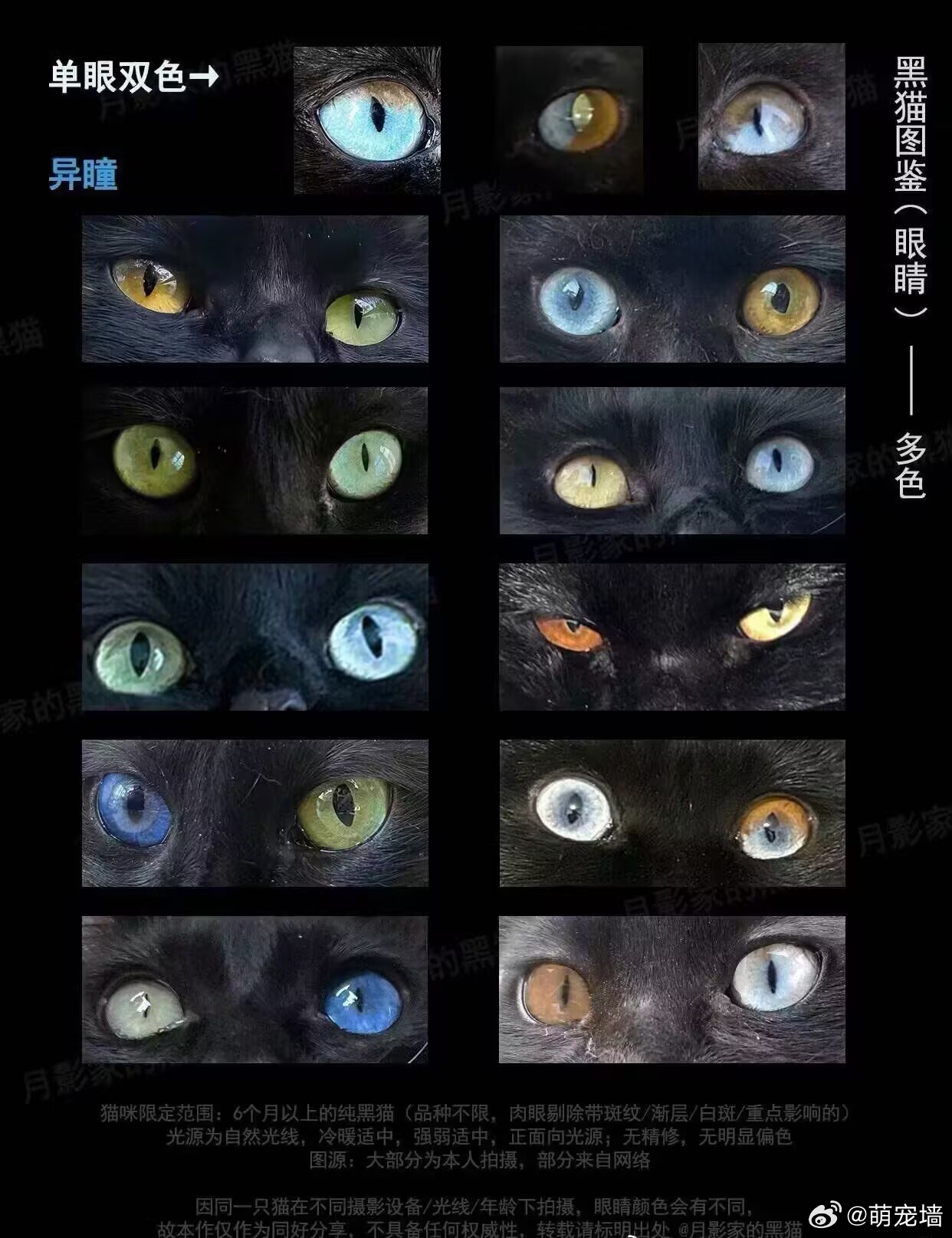 以防你们没看过黑猫眼睛合集 