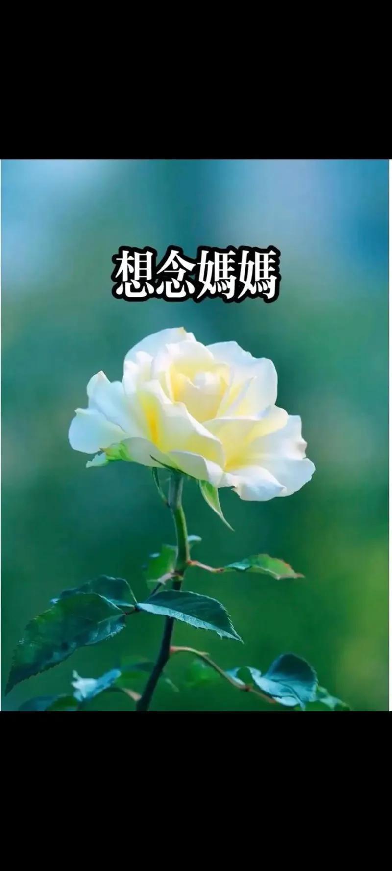 《淡忘的母亲》续集
第4集：淡忘的母亲难忘的儿时
我把画好的豪华版小车通过抖音发