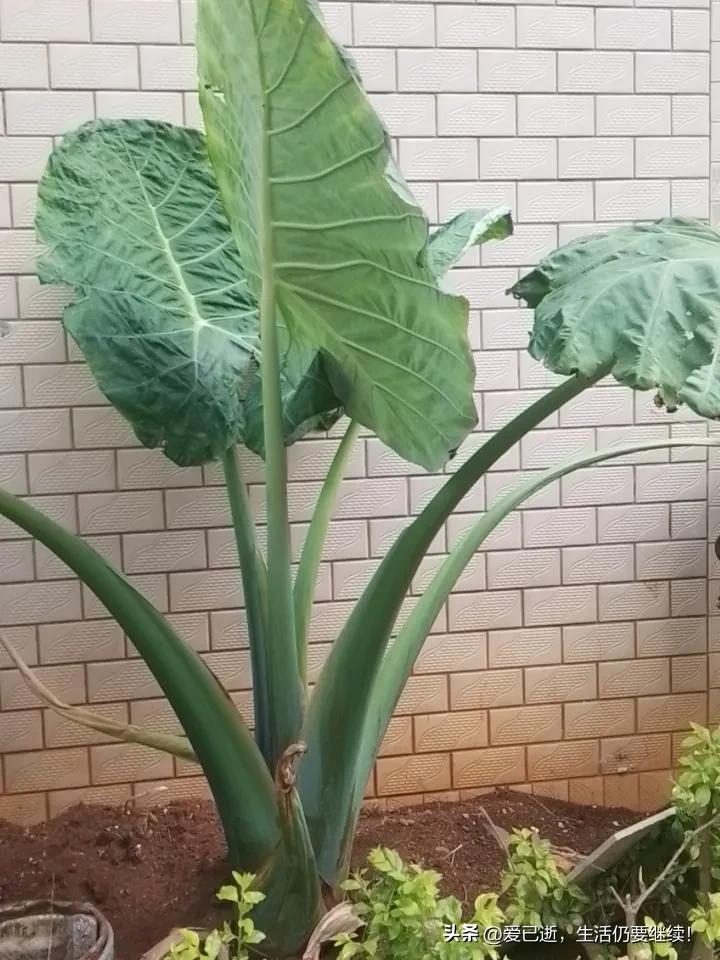 为什么前人那么有智慧，早早就说出了：“富在深山有远亲，穷在闹市无近邻邻？老人总结