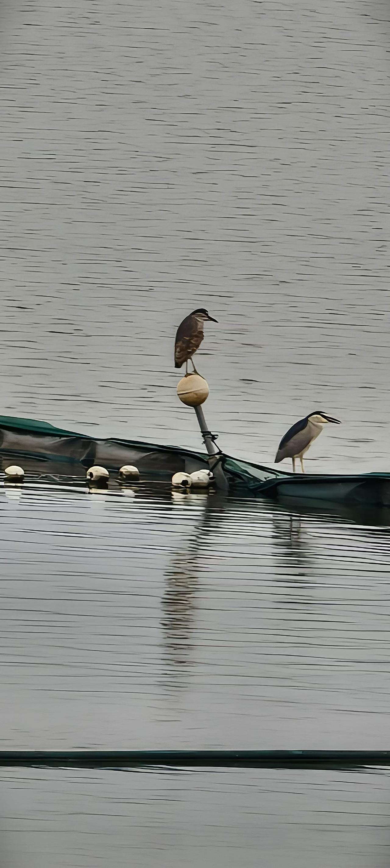 （手机随拍）
鸟语说笑着世人听不懂的话，气定神闲，同频共振。
​花香芬芳着角落，