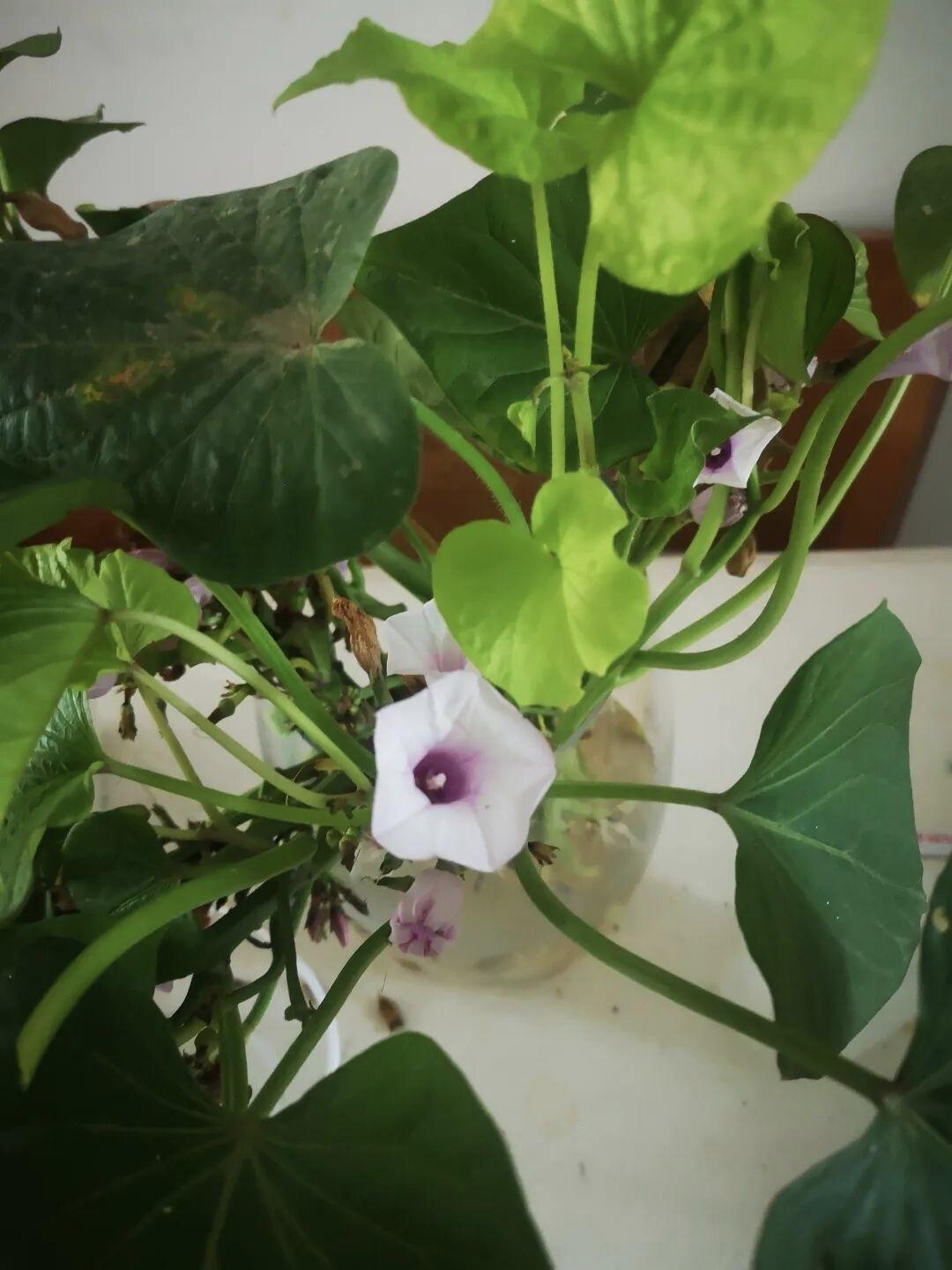 记录我的2026刚才看了中国的寒假设计的非常不合理应该把寒假的第1天放在49的第