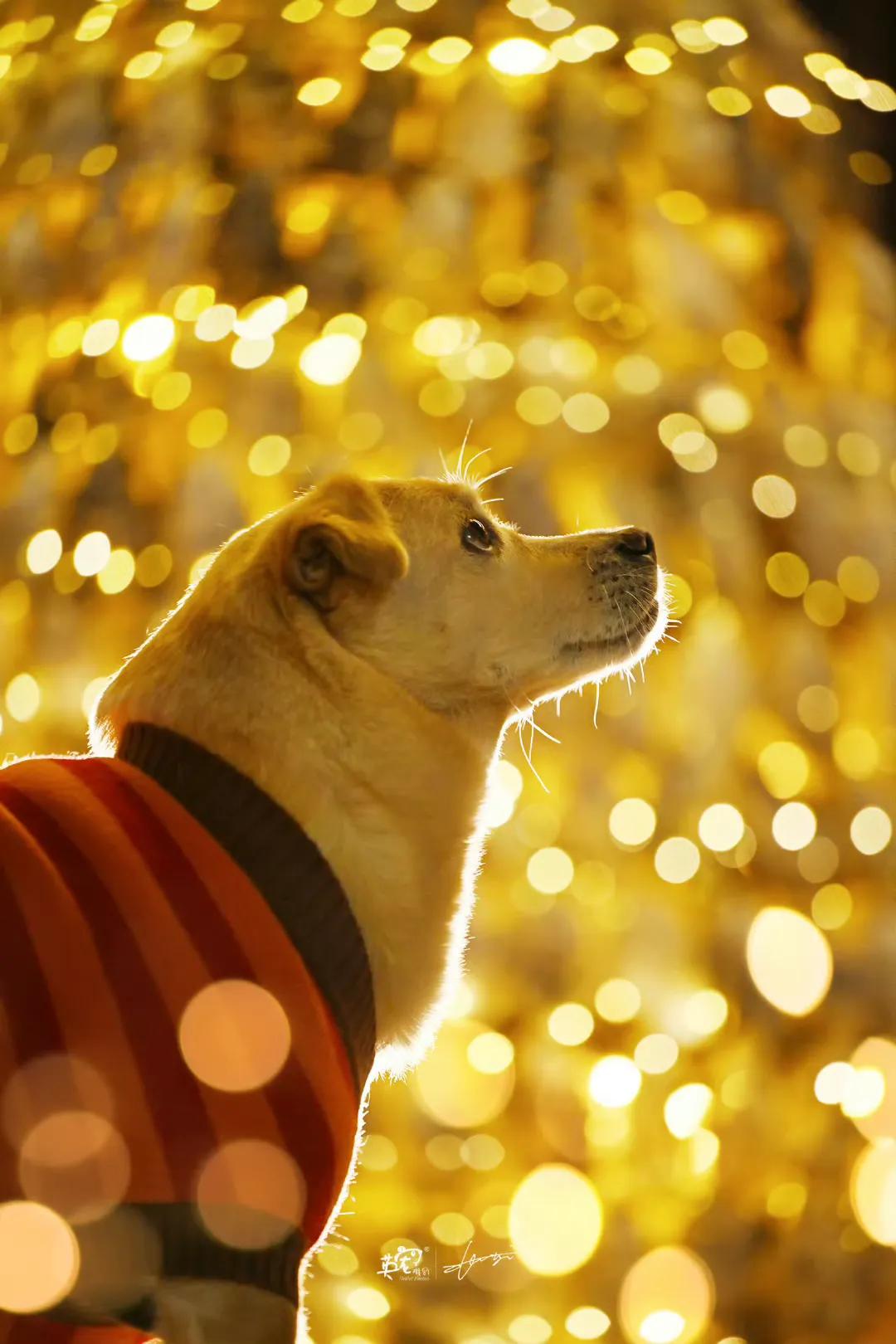 北京的狗子来上海玩，外滩夜景安排上🥳
