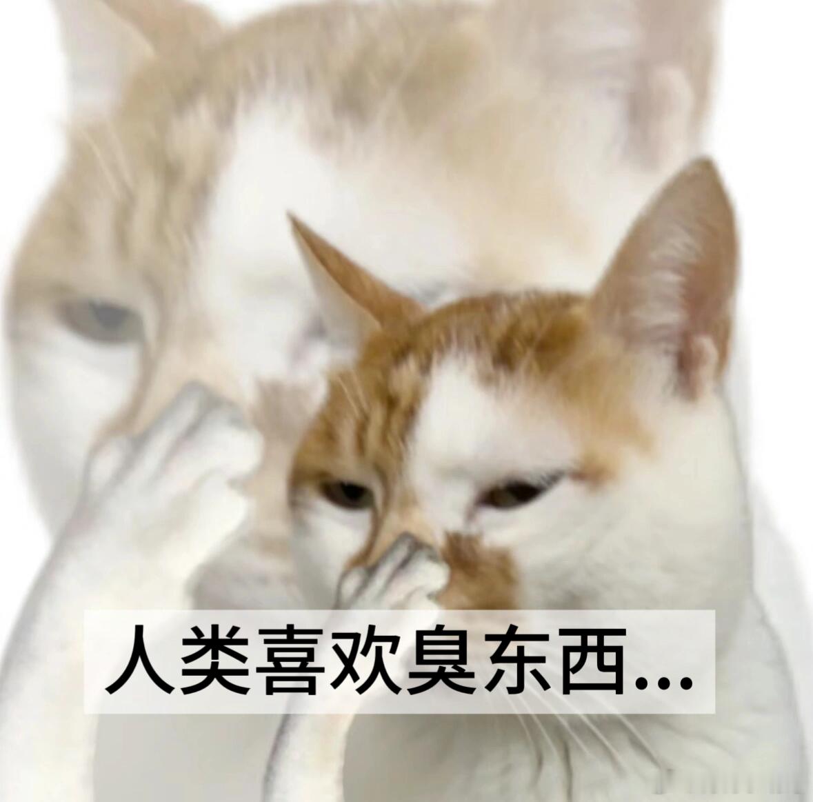 古人用滂臭的螺制成奇香宋代制香简直像开盲盒！蝾螺刚拿出来臭得撒贝宁直往后退，谁能