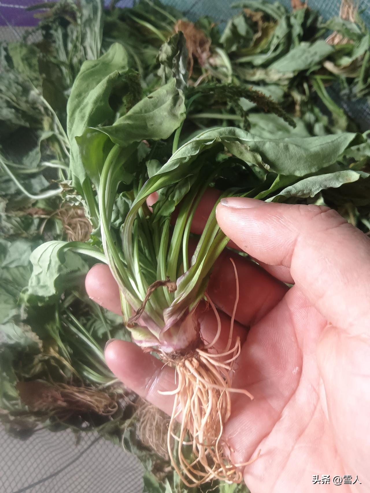 挖车前草太多了根本吃不完，作为永州人，每年惊蛰一过，乡野的车前草便争先恐后地冒出