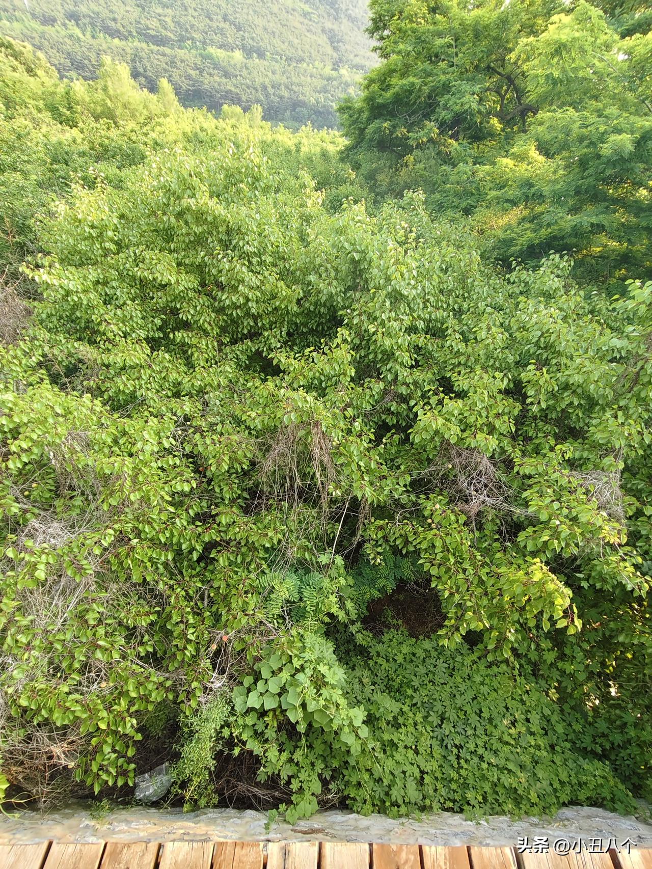 棠梨湖公园附近木栈道下面，挺深的位置，竟然有人种菜了，芸豆土豆黄瓜茄子还挺全乎的