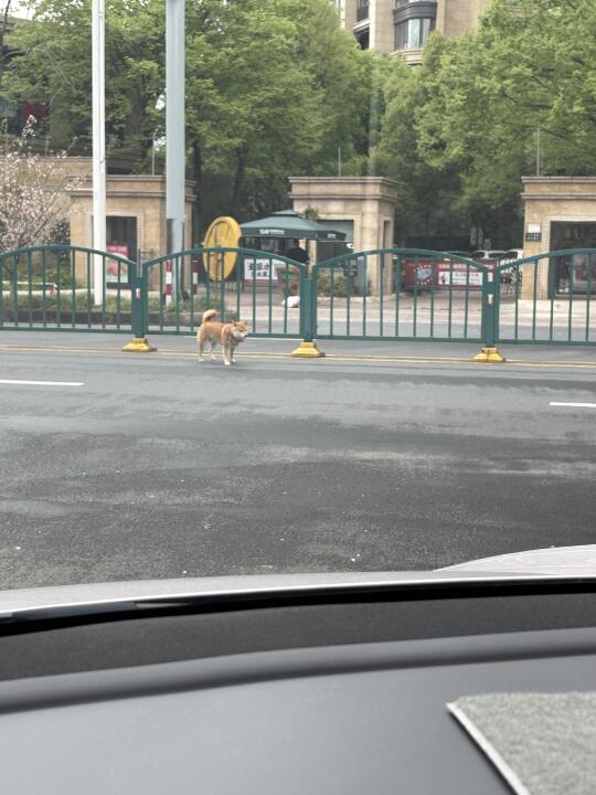 丽水莲都区谁的柴犬丢啦