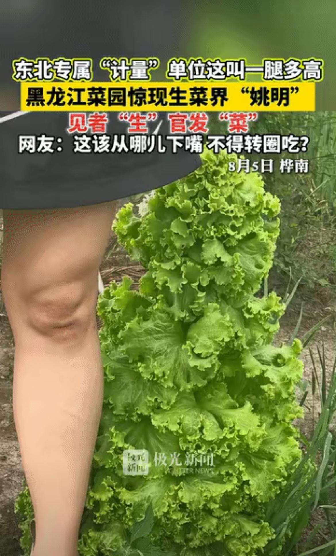 妥妥的生菜界的巨人！
黑龙江一男子在菜园里撒了把生菜种子，别的生菜都规规矩矩矮趴