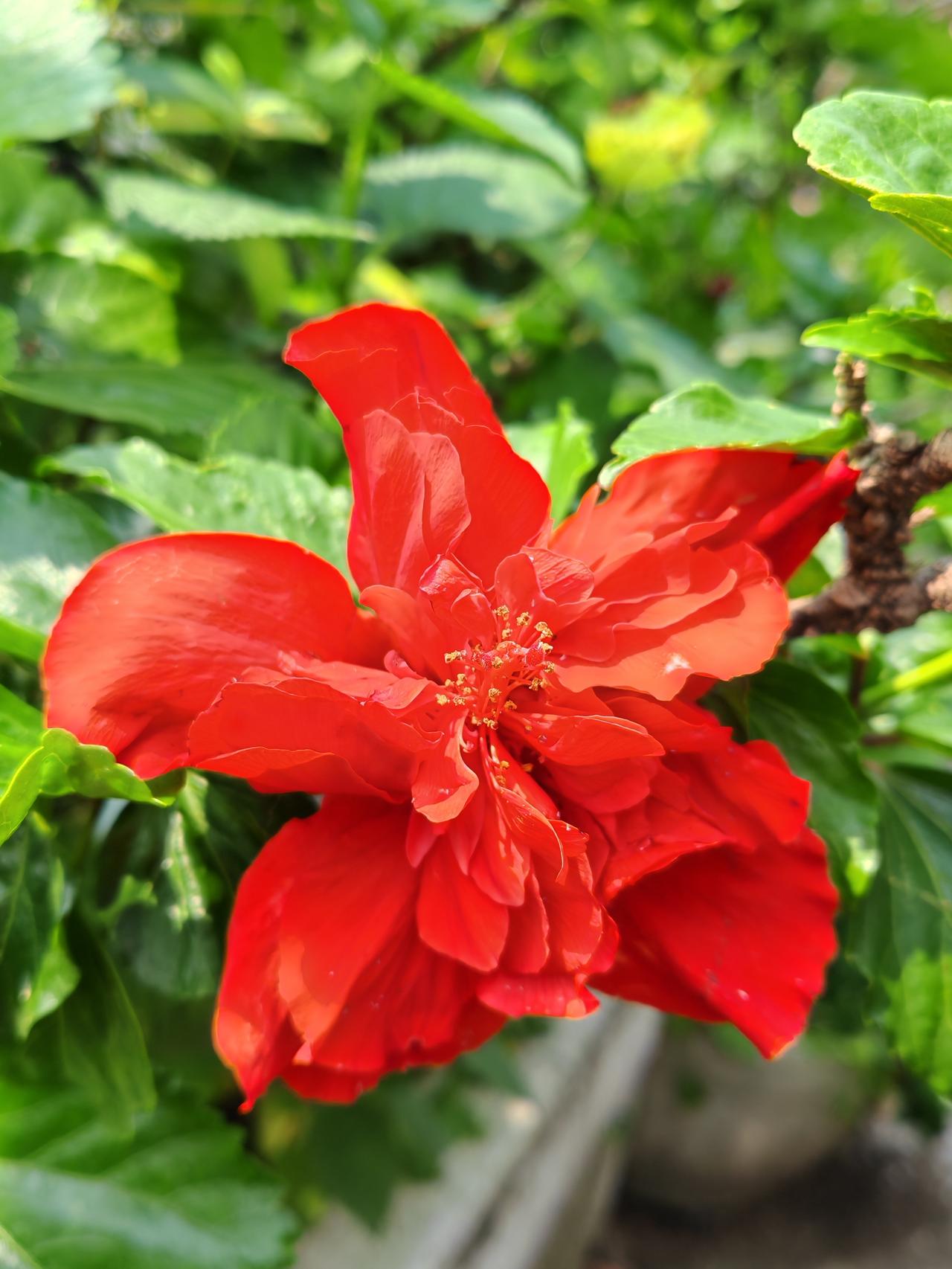 这盆花被人扔在楼顶，看到它的时候，它快死掉了，叶子都耷拉下来了，也没有花骨朵。心