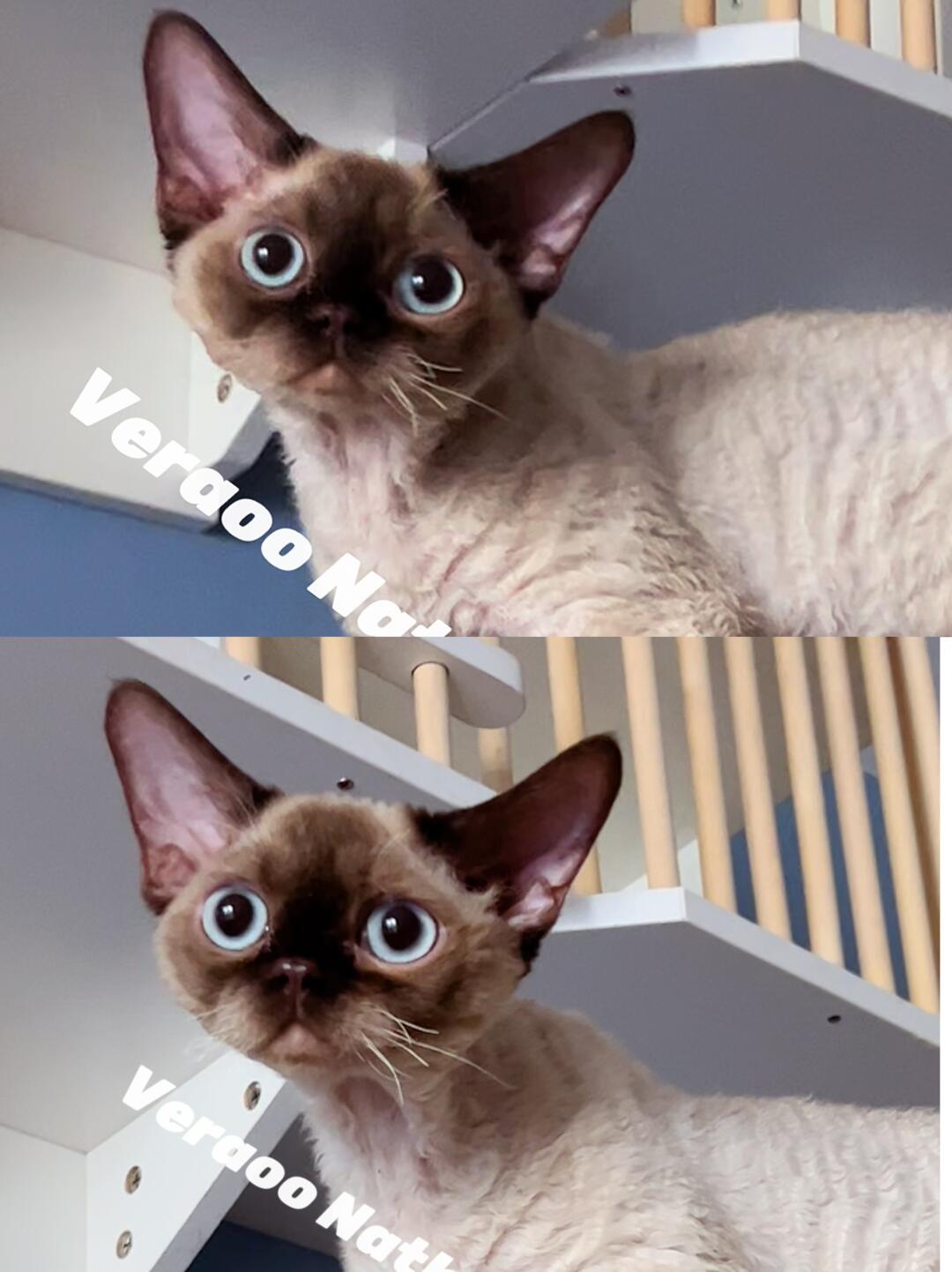 很难不爱这张高级的小嫩脸｜德文卷毛猫