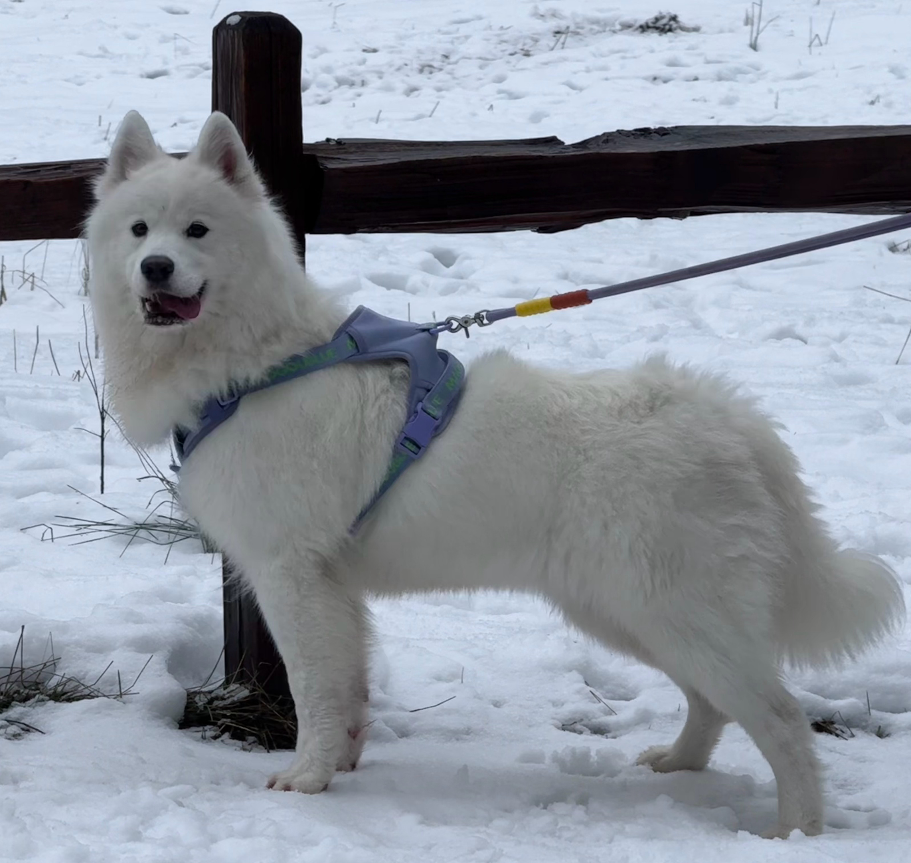 偶遇一只雪地撒欢萨摩耶[笑哈哈] ​​​