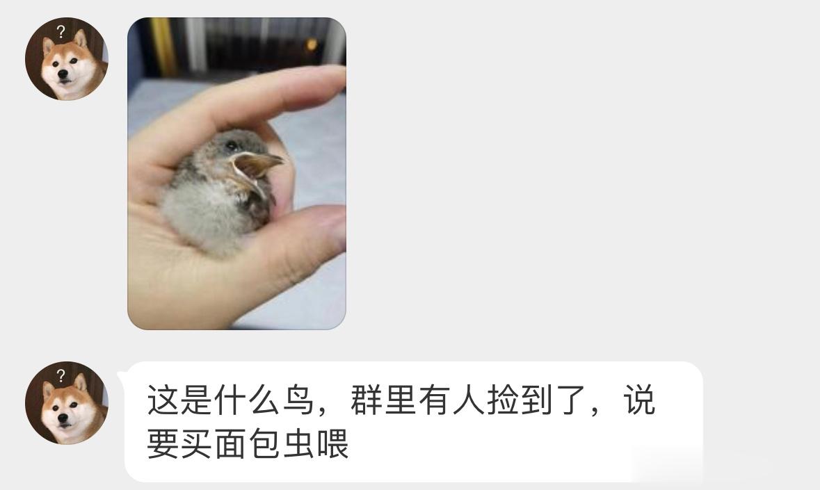#鸟粉投稿# 离巢的【白头鹎bēi】宝宝👶🏻鸟妈妈在原地一定不停地在找自己的