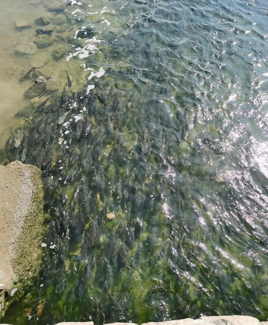 深圳湾这里如果再不加大力度劝导，这些人将会越来越放肆了，以前是钓，现在是锚，以后