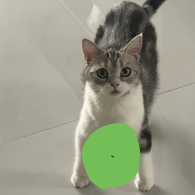 小猫骑冬瓜后遗症 小咪！！帮泥画个冬瓜！缓解尴尬