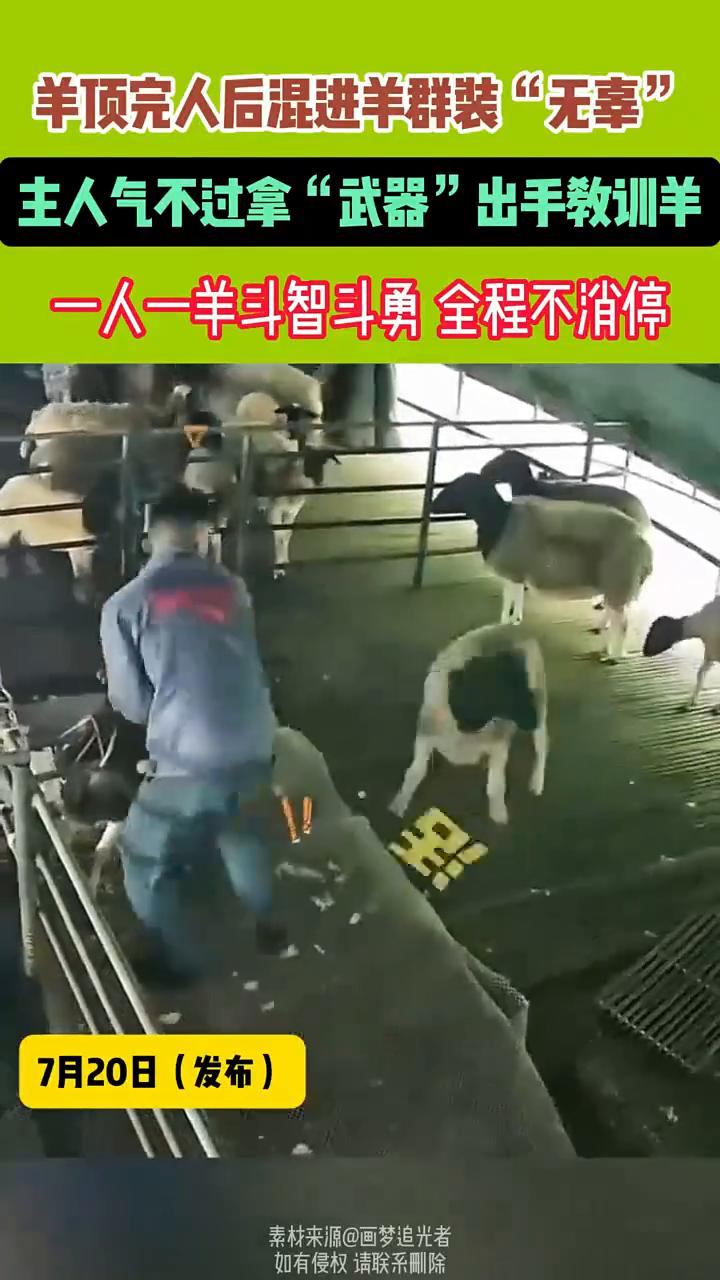 羊顶完人后混进羊群装"无辜"，主人气不过拿"武器"出手教训羊，一人一羊斗智斗勇全