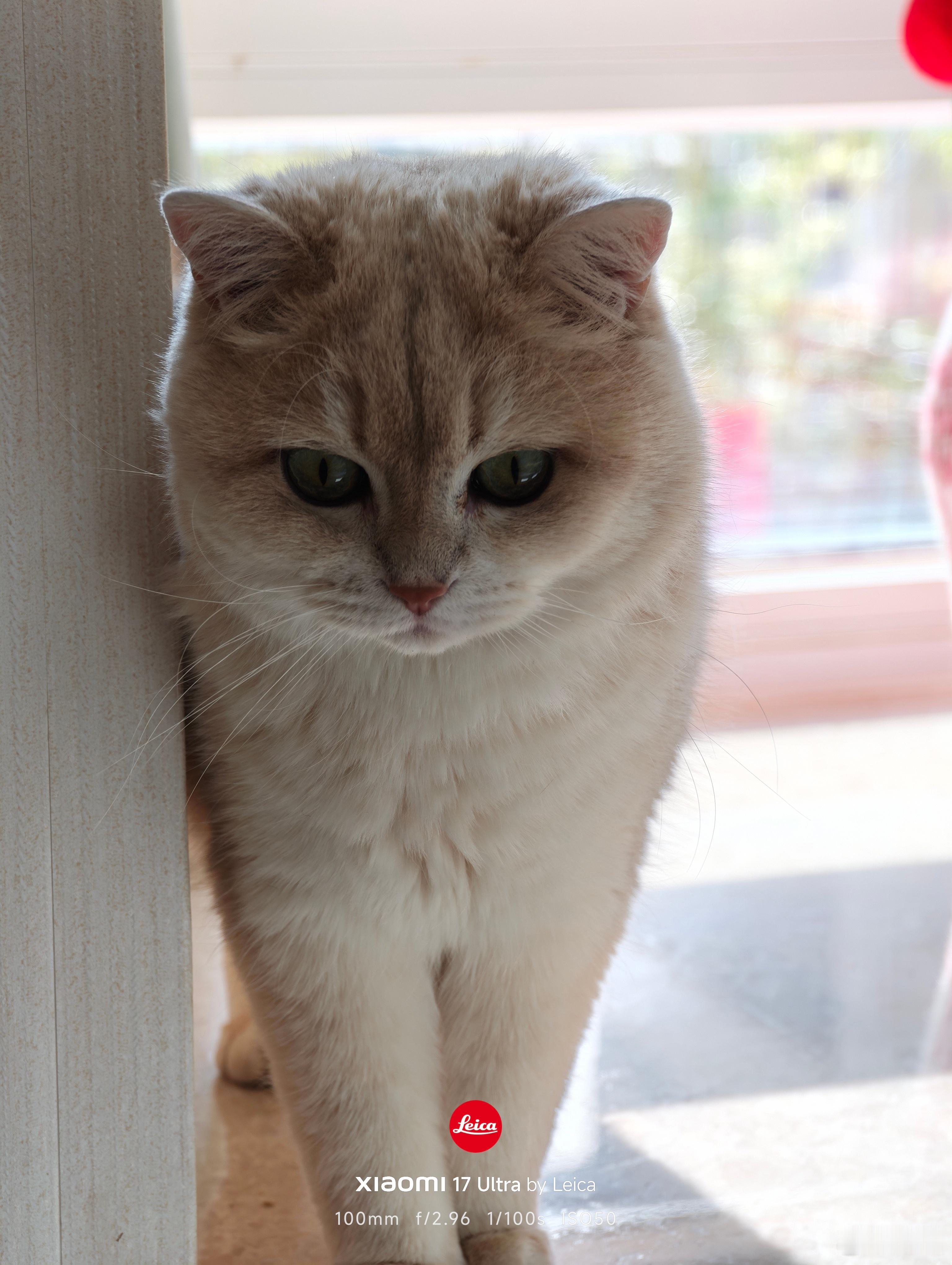 王串串的武汉新家，开启新的生活