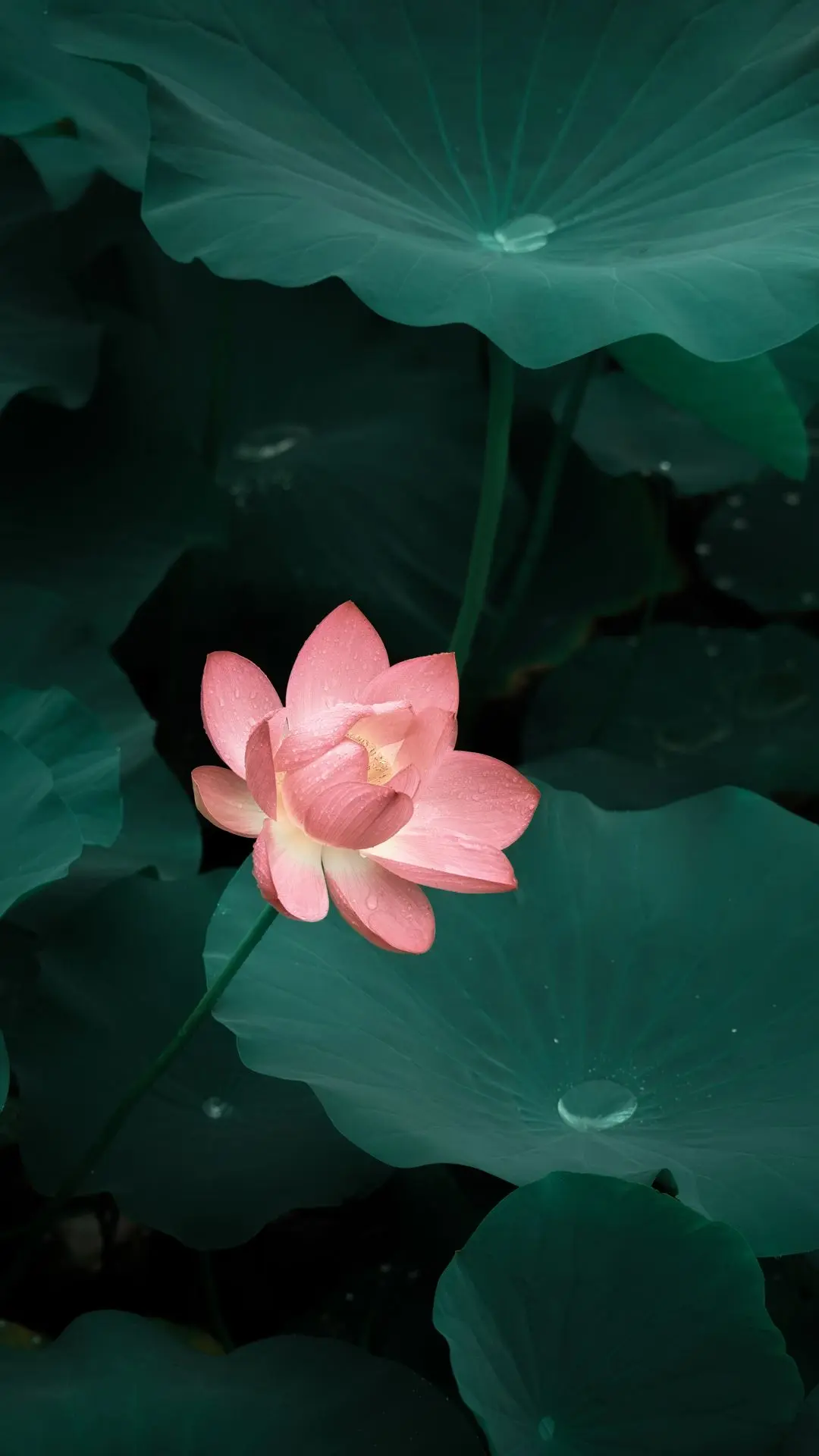 水墨丹青画不完   半亩方塘，半寸禅心