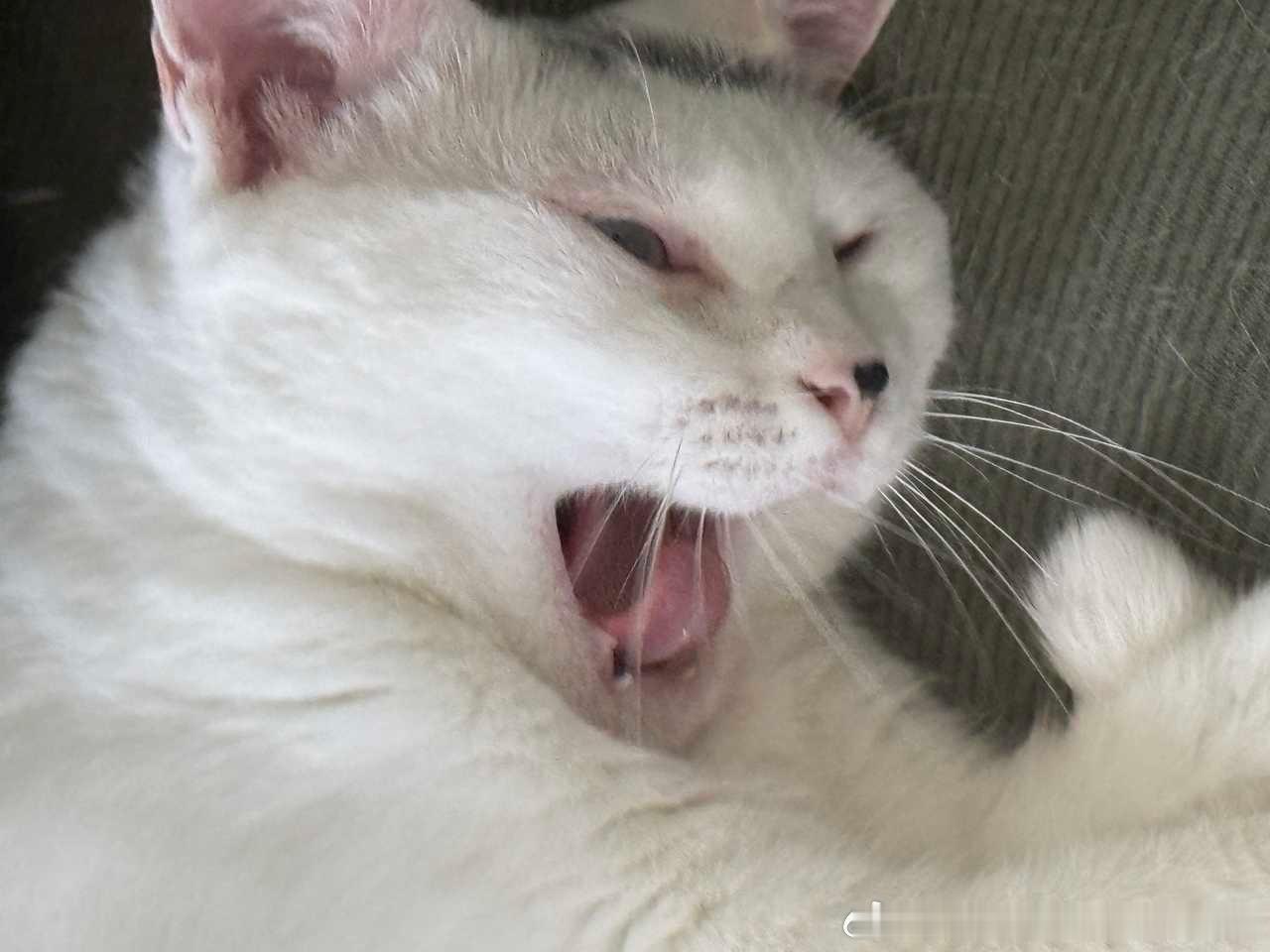 50170【丑猫】世界第一睡颜 