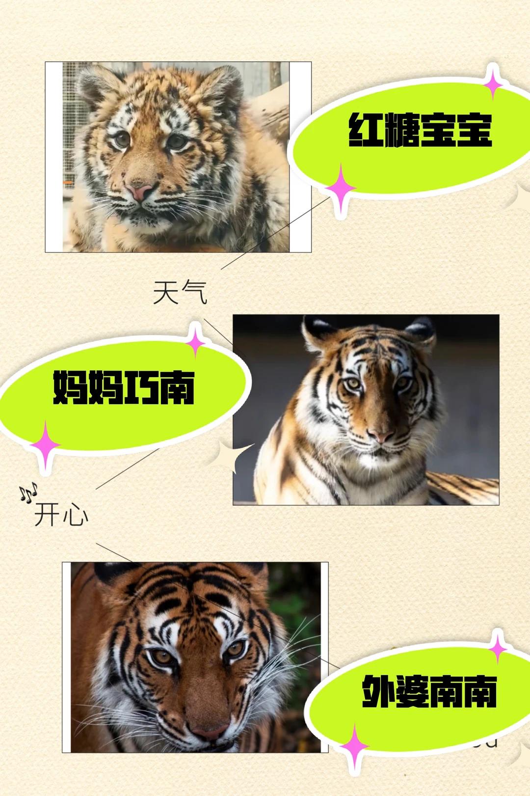 上海动物园大熊猫红糖宝宝一家三代颜值真有意思！
 外婆和妈妈都是利落的吊梢眼，气