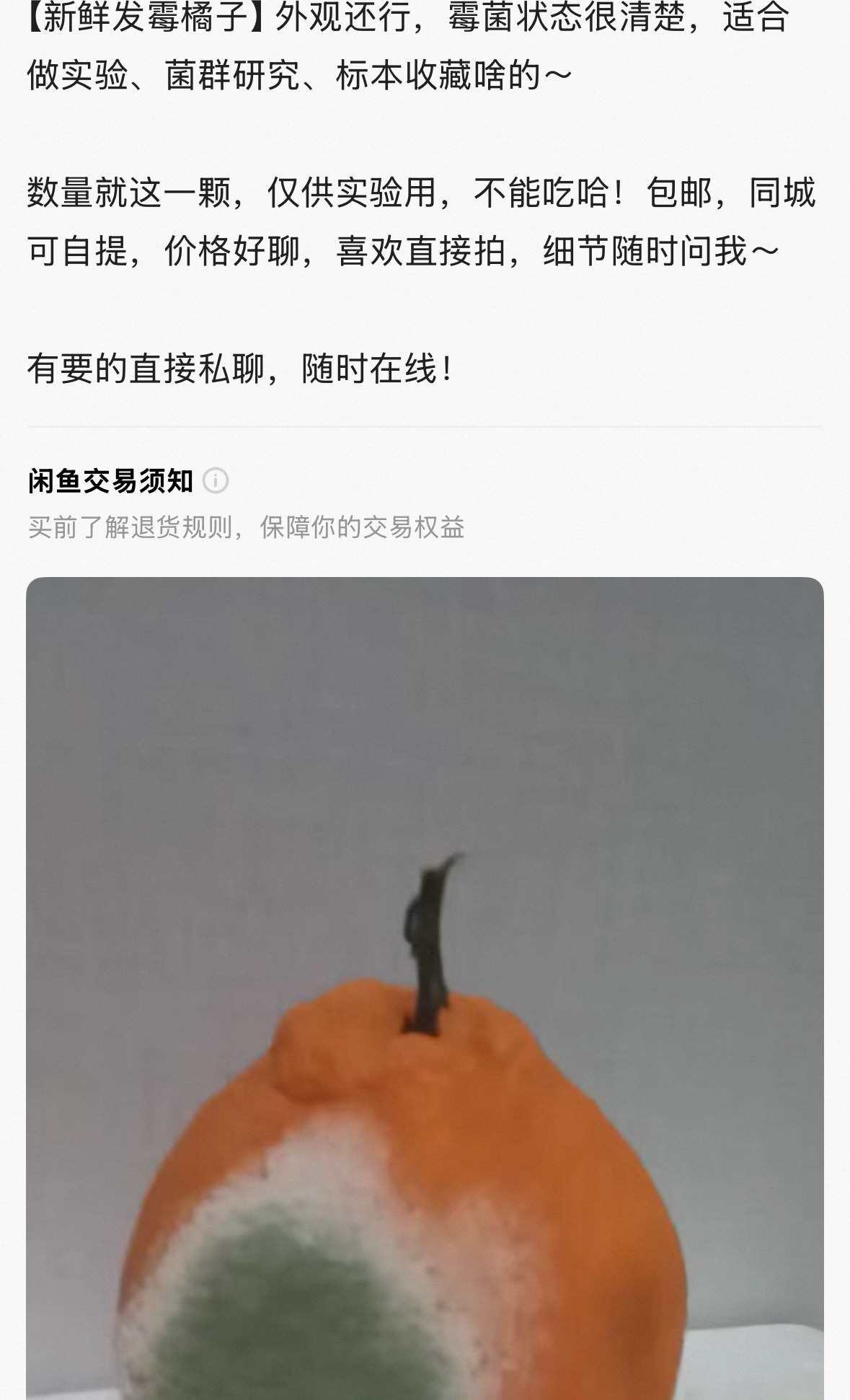 你们猜这个发霉的橘子多少钱，以后发霉的东西不要扔都挂咸鱼上说能做菌群研究 