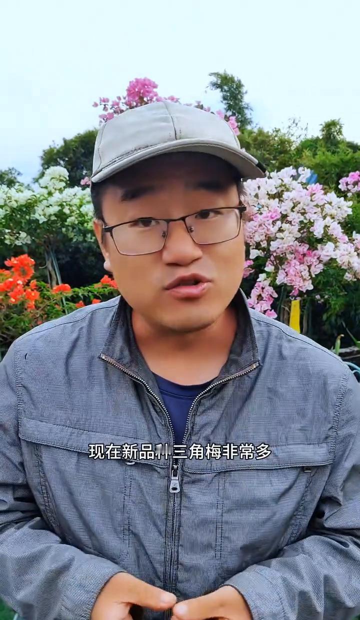 网购三角梅别光看花色，叶子厚才是真懒！
买前先看叶，油绿大叶是懒花标配。
勤花品