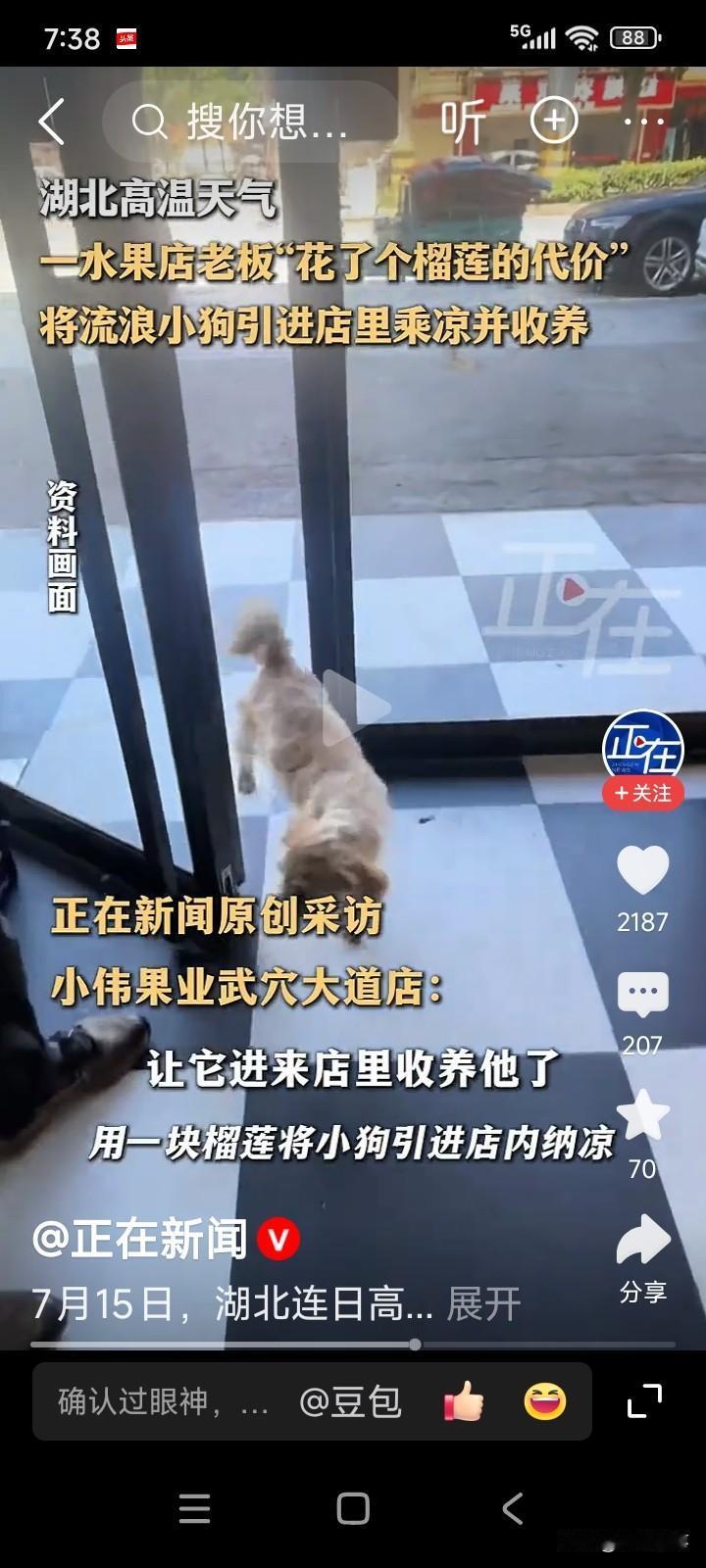 湖北黄冈，一位水果店老板瞧见店门口有只流浪狗。它在门口徘徊着，似在寻觅乘凉之处，