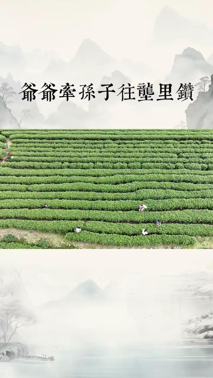 我评论了@二老板 江边令白酒 的作品：爷爷采茶孙子笑爷孙采茶茶更香