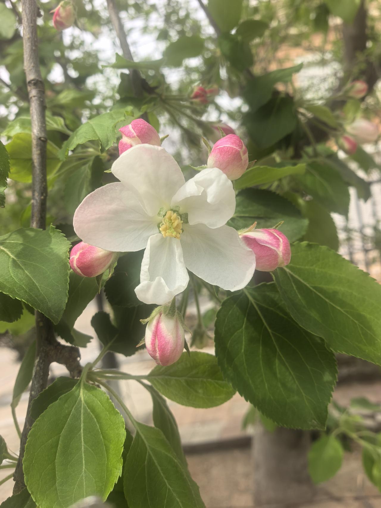 小区院子里的沙果树开花了，白里透红的花瓣薄得像宣纸，仿佛能透过光看见汁液的脉络。
