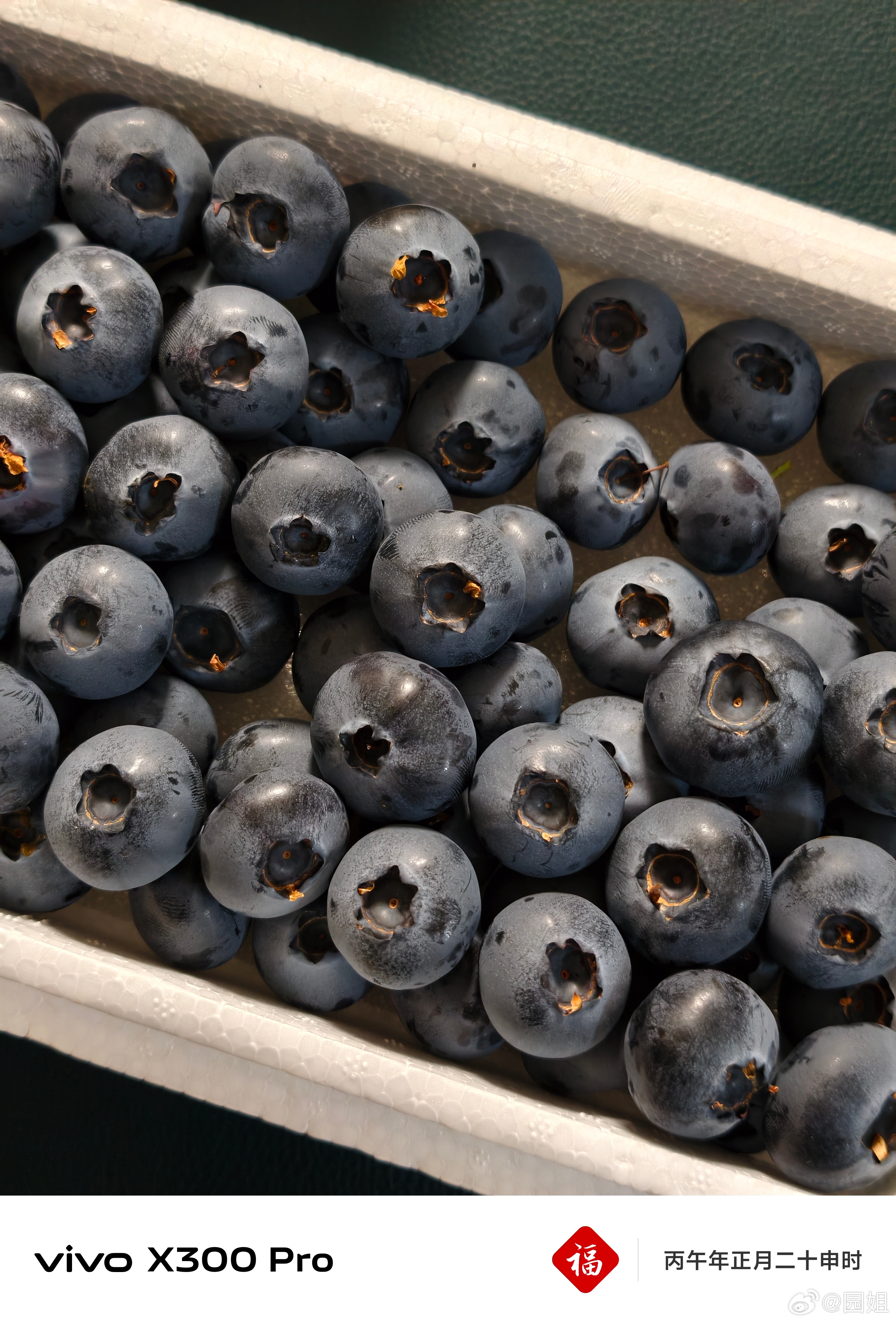 丹东新鲜的蓝莓，比一元硬币还大，味道也不错，等我改行带货博主，帮你们选好吃的丹东