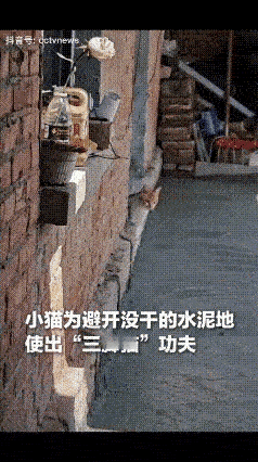 万万没想到！山东一位网友刚在家抹完水泥地，地面还湿漉漉的没干透，家里的小猫正蹲在