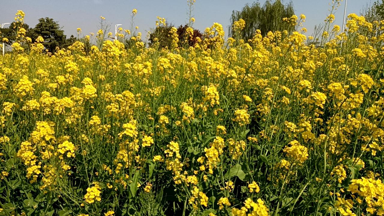 助人为乐
村里有个张寡妇，中年丧夫抚养一双儿女，日子过得很艰难。邻居老王身体强壮