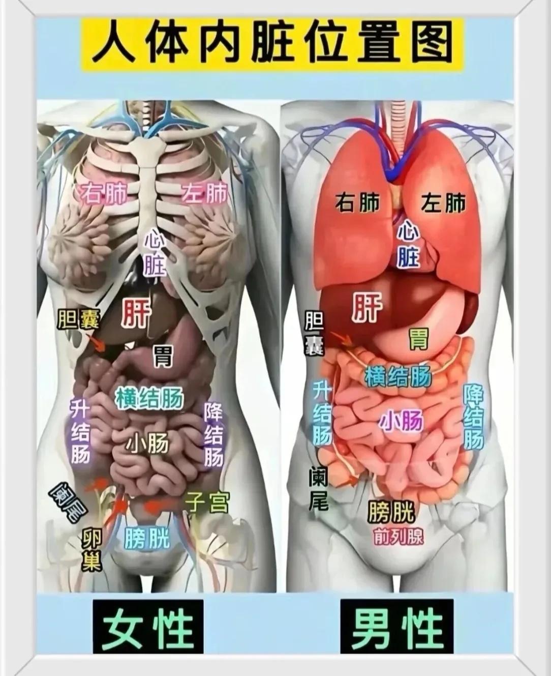 人类内脏分布图，这是男女不一样的，还是可以看一看了解一下常识。