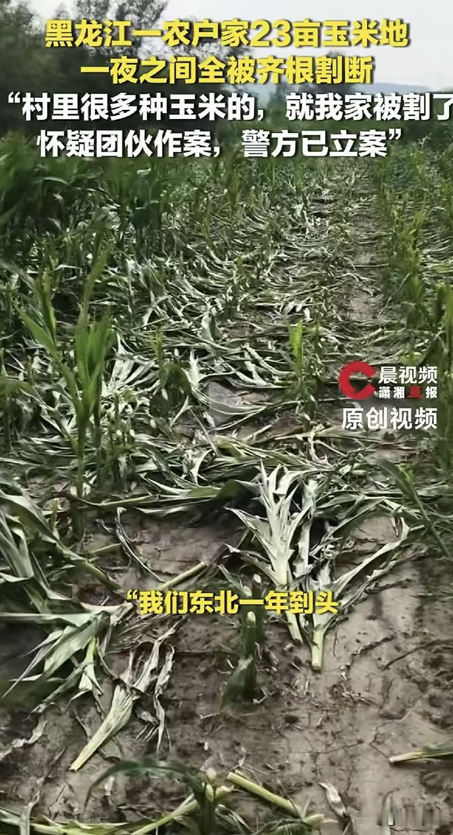 丧尽天良！23亩玉米即将灌浆成熟，一夜之间全部被人齐根割断，全部绝收。满地倒伏的