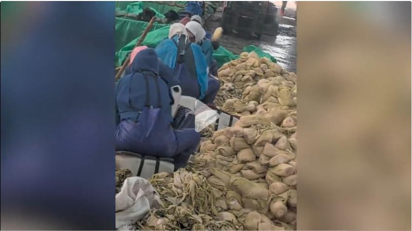 往酸菜池中吐痰，这样的酸菜让人害怕！

这次事情发生在辽宁，一家酸菜生产企业，酸