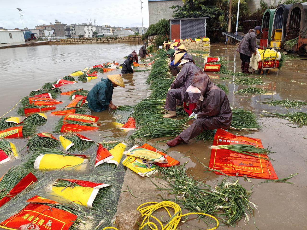 通海县六一社区的菜农们着实太拼啦！即便在雨天，他们也身披雨衣、头戴帽子，在雨中认
